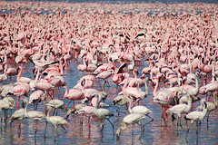 FlamingoConvention